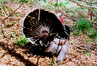 Turkey fans his tail