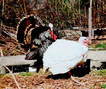 Turkeys meet